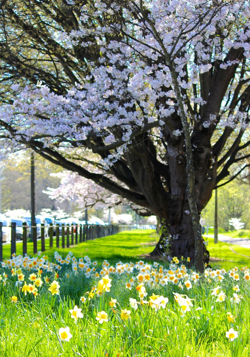 Blossom and Spring Bulbs