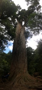 Totara Peel Forest.jpg